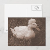 Crestie de Crested Duck Briefkaart (Voorkant / Achterkant)