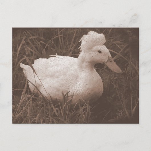 Crestie de Crested Duck Briefkaart (Voorkant)