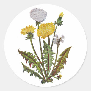 Crewel geborduurde gouden dandy leeuwen ronde sticker