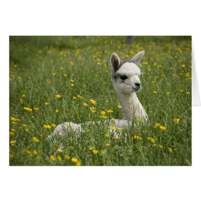 Cria in Buttercups Card (Voorkant Horizontaal)