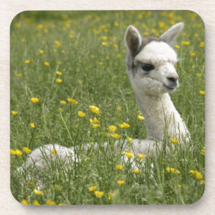 Cria in Buttercups Drankjes Onderzetter