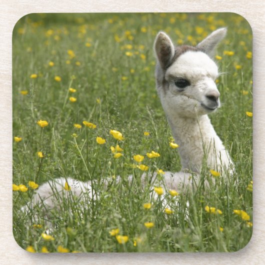 Cria in Buttercups Drankjes Onderzetter (Voorkant)