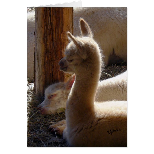 Cria Sleeping (Voorkant)