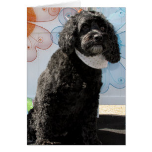 Cricket - Cocker Poodle -4