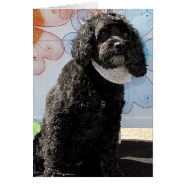 Cricket - Cocker Poodle -4 (Voorkant)