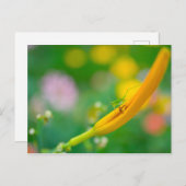 Cricket on Daylily Briefkaart (Voorkant / Achterkant)