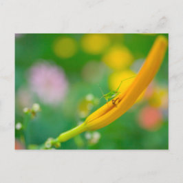 Cricket on Daylily Briefkaart