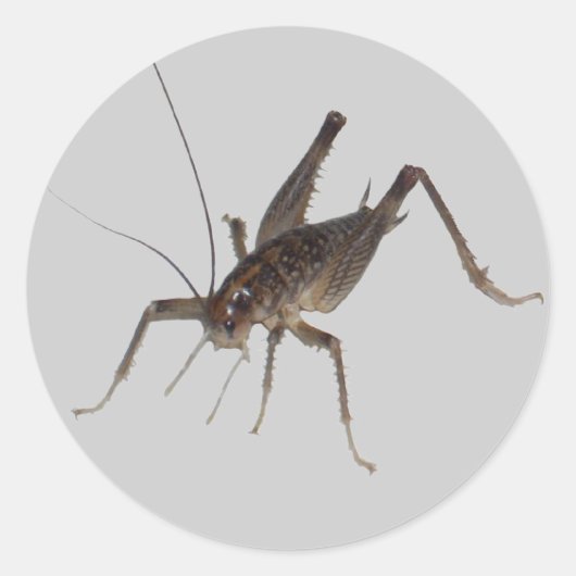 Cricket Sticker (Voorkant)