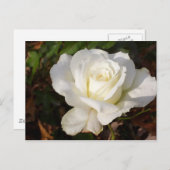 CricketDiane Romantic White Rose Blossom Briefkaart (Voorkant / Achterkant)