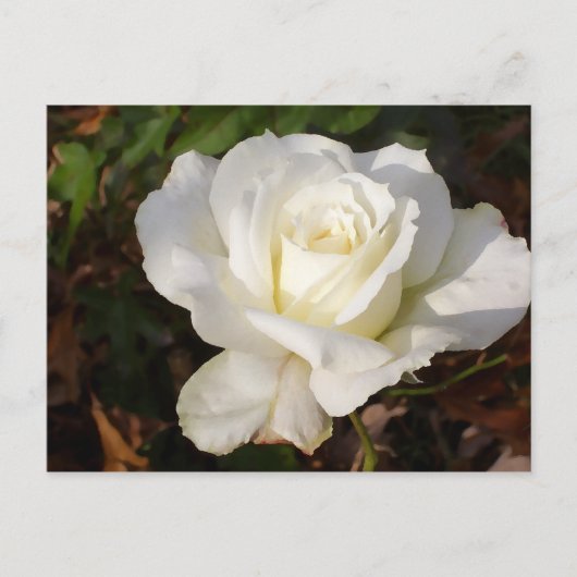 CricketDiane Romantic White Rose Blossom Briefkaart (Voorkant)