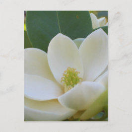 CricketDiane Southern Magnolias Briefkaart