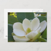 CricketDiane Southern Magnolias Briefkaart (Voorkant / Achterkant)