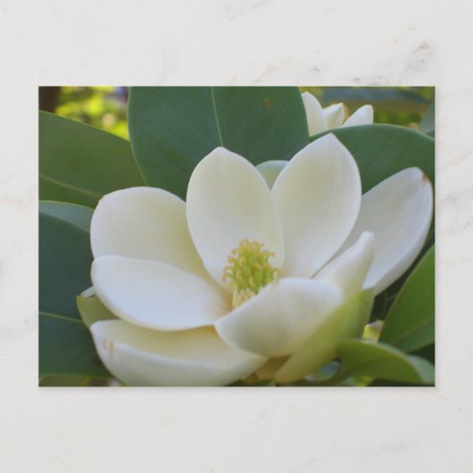 CricketDiane Southern Magnolias Briefkaart (Voorkant)