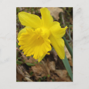 CricketDiane Yellow Spring Jonquils Design Briefkaart