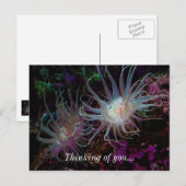 Crimson Anemone Briefkaart (Voorkant / Achterkant)