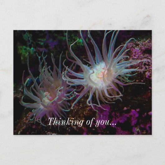 Crimson Anemone Briefkaart (Voorkant)