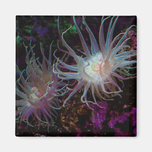 Crimson Anemone Magneet (Voorkant)