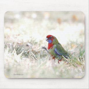 Crimson Beauty Muismat
