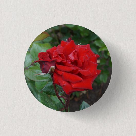 Crimson Bouquet Roos #2 Button (Voorkant)