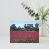 Crimson Clover Field Briefkaart (Staand voorkant)