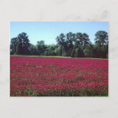 Crimson Clover Field Briefkaart (Voorkant)