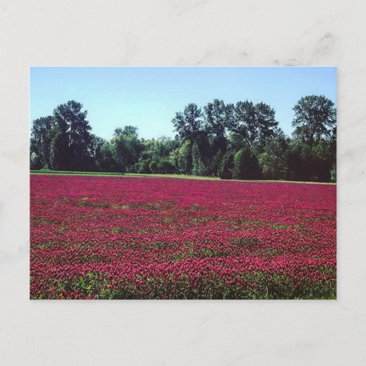 Crimson Clover Field Briefkaart (Voorkant)