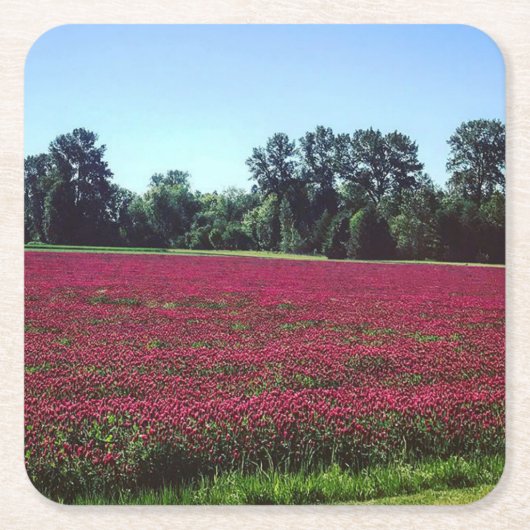 Crimson Clover Field Kartonnen Onderzetters (Voorkant)
