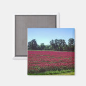 Crimson Clover Field, Oregon Magneet (Voorkant / Achterkant)