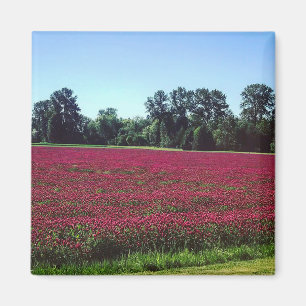 Crimson Clover Field, Oregon Magneet