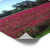 Crimson Clover Field Poster (Hoek)