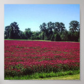 Crimson Clover Field Poster (Voorkant)