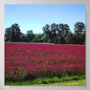 Crimson Clover Field Poster