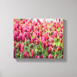Crimson Clover Field Wildbloemen Canvas Afdruk