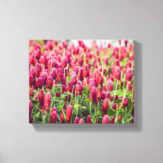 Crimson Clover Field Wildflower Canvas Afdruk (Voorkant)