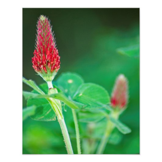 Crimson Clover Pair Photo Print Foto Afdruk (Voorkant)