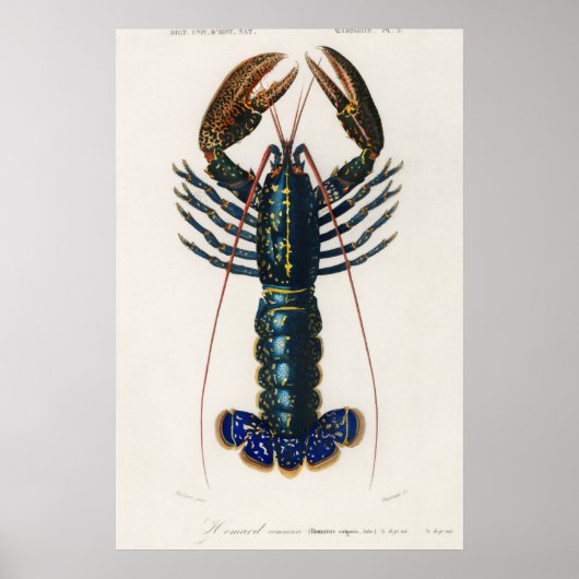 Crimson Crawfish Poster (Voorkant)