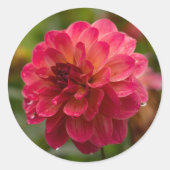 Crimson en Magenta Dahlia Stickers (Voorkant)