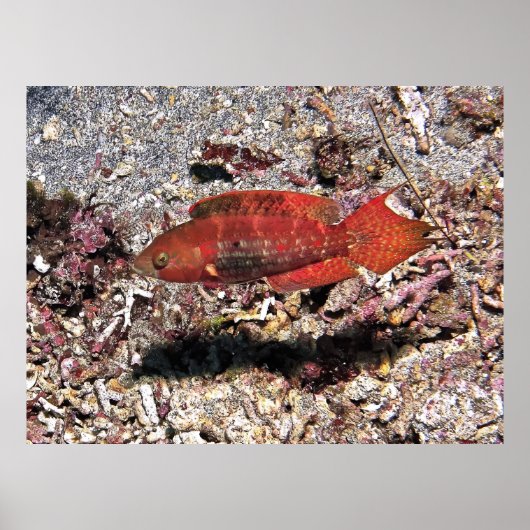 Crimson Fish Poster (Voorkant)