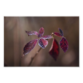 Crimson-- Foto Afdruk