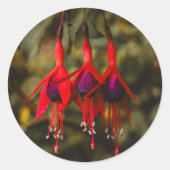 Crimson Fuchsia Trio Stickers (Voorkant)