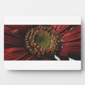 Crimson Gerbera Macro Fotoplaat (voorkant)