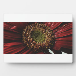 Crimson Gerbera Macro Fotoplaat