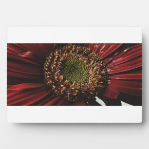 Crimson Gerbera Macro Fotoplaat