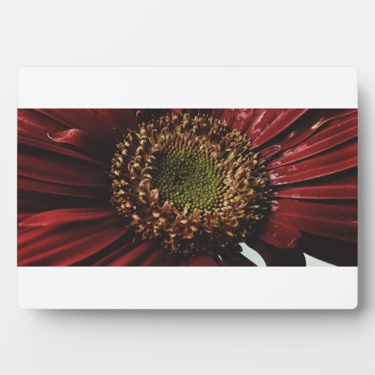 Crimson Gerbera Macro Fotoplaat (voorkant)