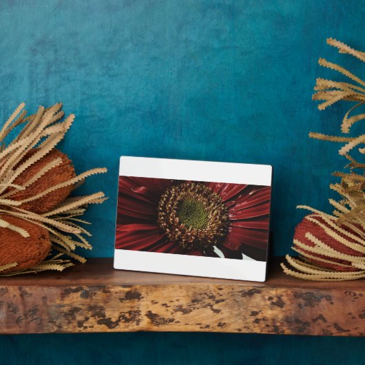 Crimson Gerbera Macro Fotoplaat (Zijkant)