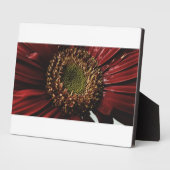 Crimson Gerbera Macro Fotoplaat (Zijkant)