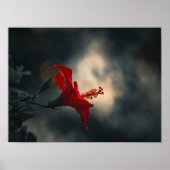 🌹 Crimson Glow in the Dusk ✨ Poster (Voorkant)