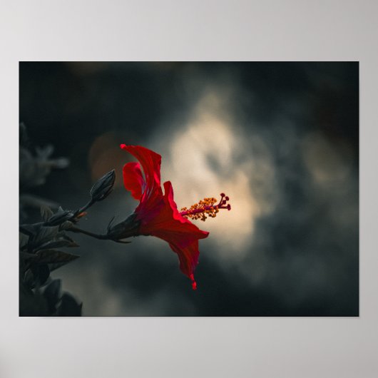 🌹 Crimson Glow in the Dusk ✨ Poster (Voorkant)