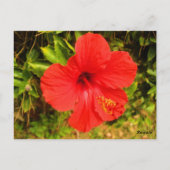 Crimson Hibiscus Glow Briefkaart (Achterkant)