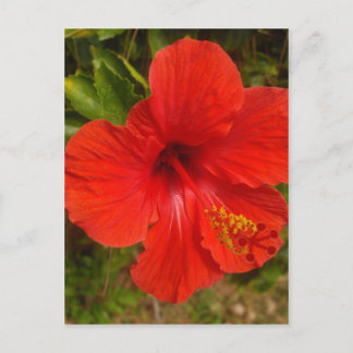 Crimson Hibiscus Glow Briefkaart